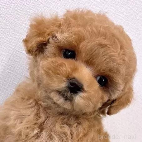 販売中の群馬県のティーカッププードル-383858
